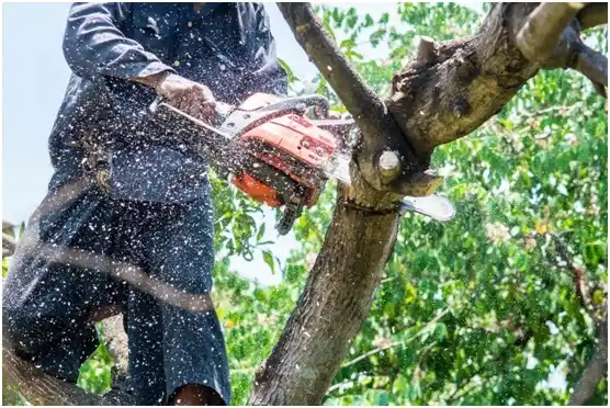tree services Reeseville